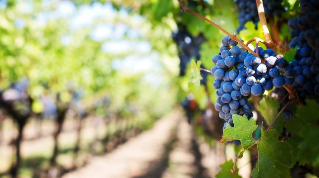 Versandhandel mit Wein? Gibt's bei Hawesko schon seit Jahrzehnten