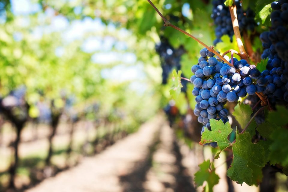 Versandhandel mit Wein? Gibt's bei Hawesko schon seit Jahrzehnten