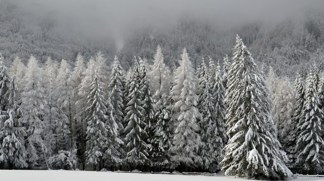 weihnachten-christbaum-tannenbaum-anbau-c-cc0