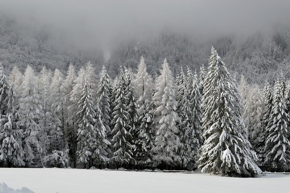 weihnachten-christbaum-tannenbaum-anbau-c-cc0