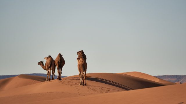 Arabische Wüste