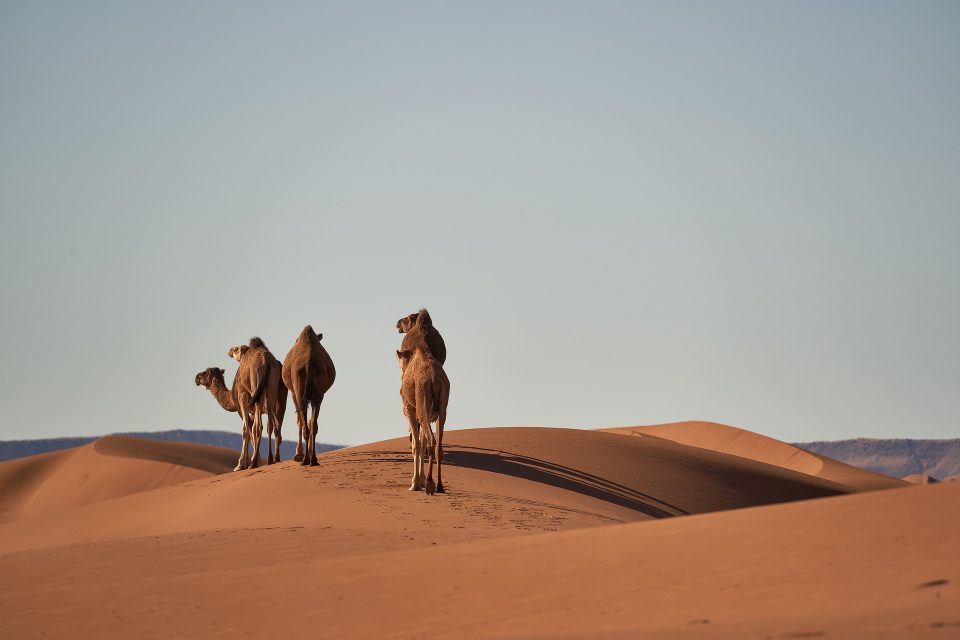 Arabische Wüste