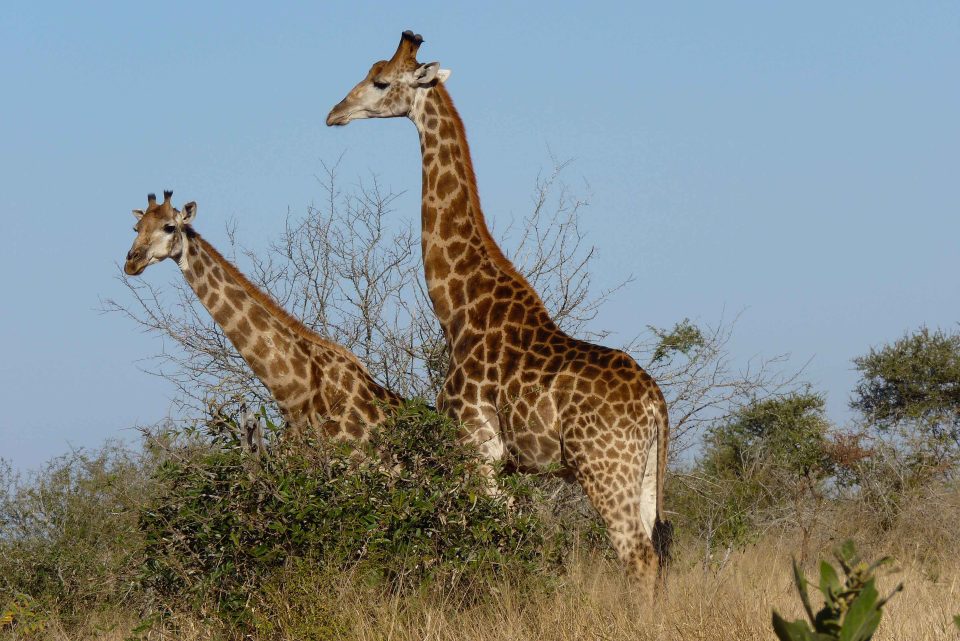 Giraffen bei Safari durch die Savanne